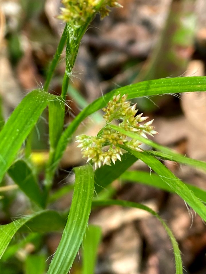 Luzula luzuloides 68411911