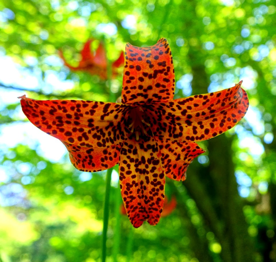 Lilium canadense - Asticou Azalea Garden - Northeast Harbor, Maine - DSC03508