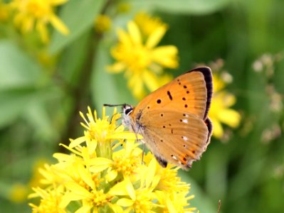 Lycaena virgaureae Oulu 20200720 02 photo