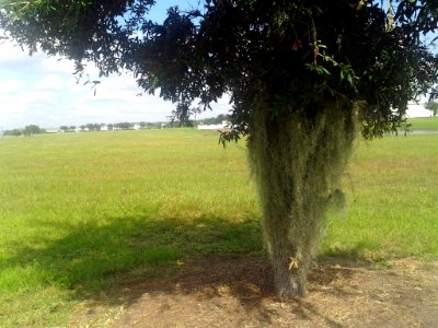 Live oak and spanish moss
