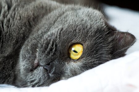 Pet cat grey photo