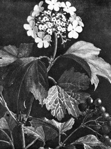 Loofhout, bomen, bossen, lanen, botanisch, viburnum opulus (gelderse roos), Bestanddeelnr 193-0647