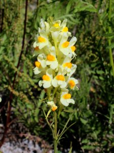 Linaria vulgaris Oulu, Finland 26.06.2013 img 2