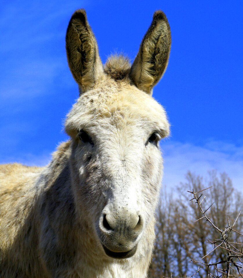 Ears white animalia