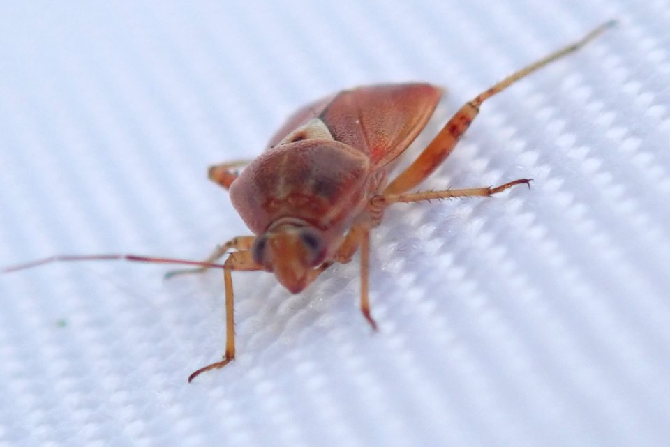 Lygus punctatus 56450484