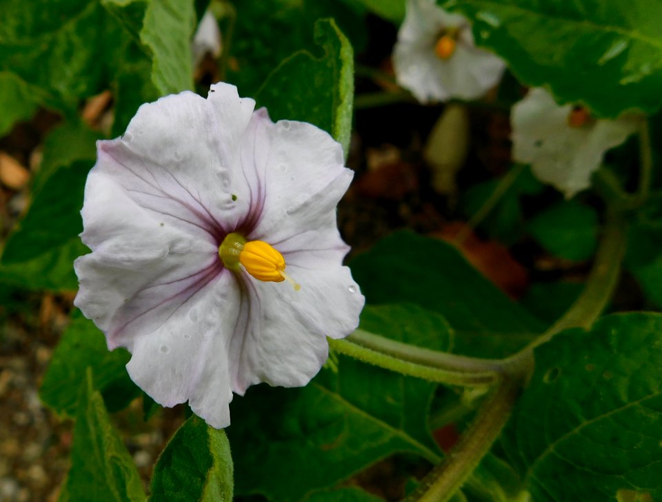 Lycianthes dejecta 2