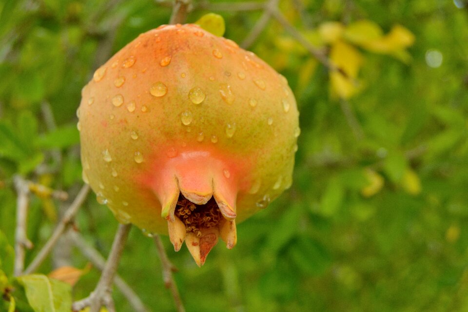 Apple seeds leaves