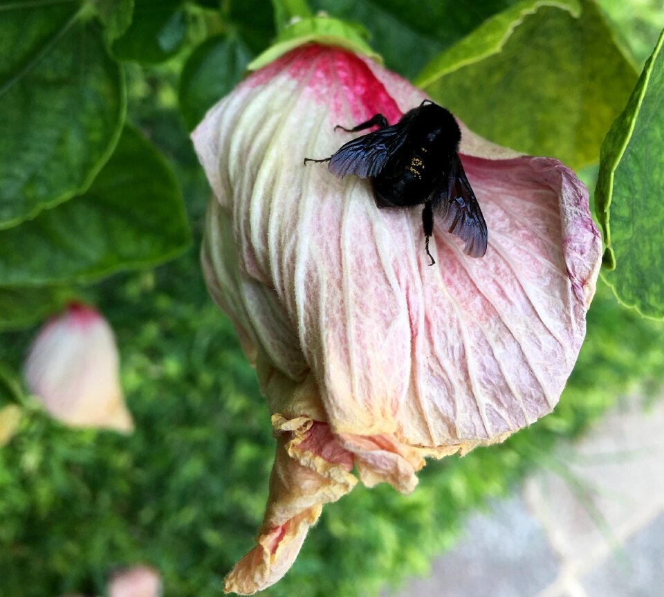 Wings garden small
