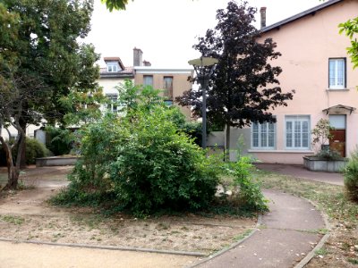 Lyon 1er - Jardin aux Simples - Arbres au centre