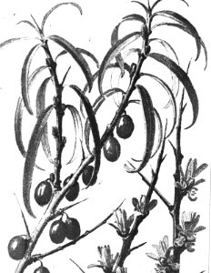 Loofhout, bomen, bossen, lanen, botanisch, hippophae rhamnoides (duindoorn), Bestanddeelnr 193-0629