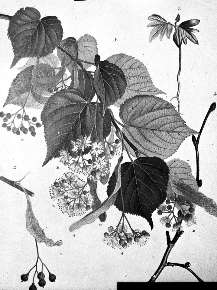 Loofhout, bomen, bossen, lanen, botanisch, tilia cordata (kleinbladige linde), Bestanddeelnr 193-0616