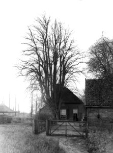 Loofhout, bomen, bossen, lanen, botanisch, linde, Bestanddeelnr 193-1025