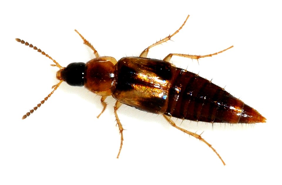 Lordithon-trinotatus-01-fws