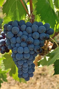 Wine tuscany vineyard