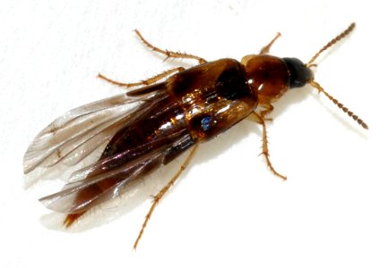 Lordithon-trinotatus-07-fws
