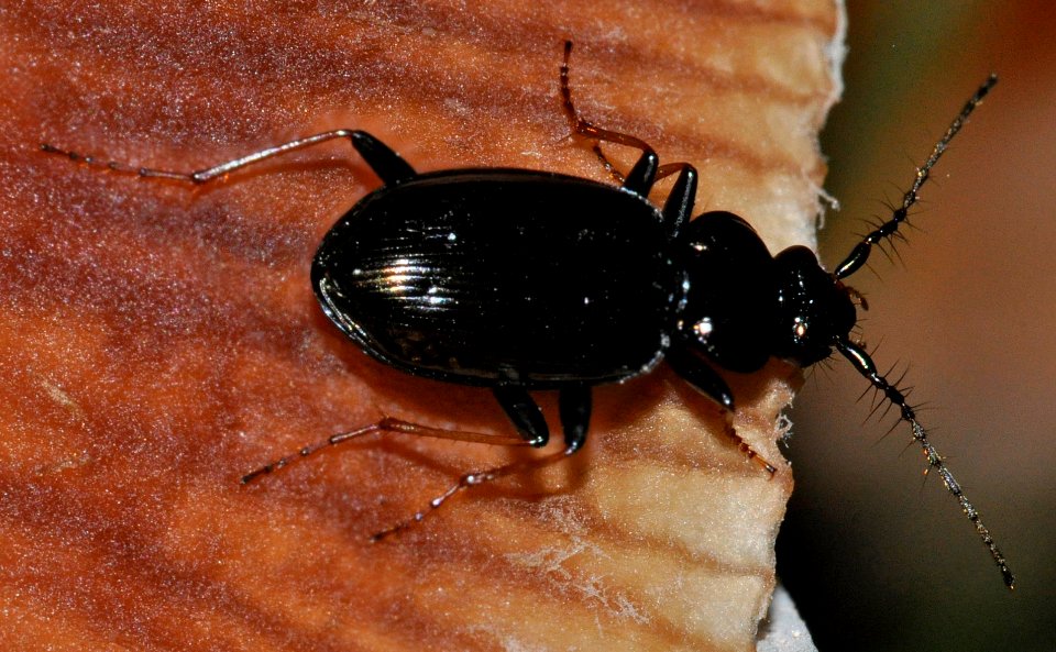 Loricera-pilicornis-04-fws