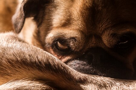 Pug dog animal