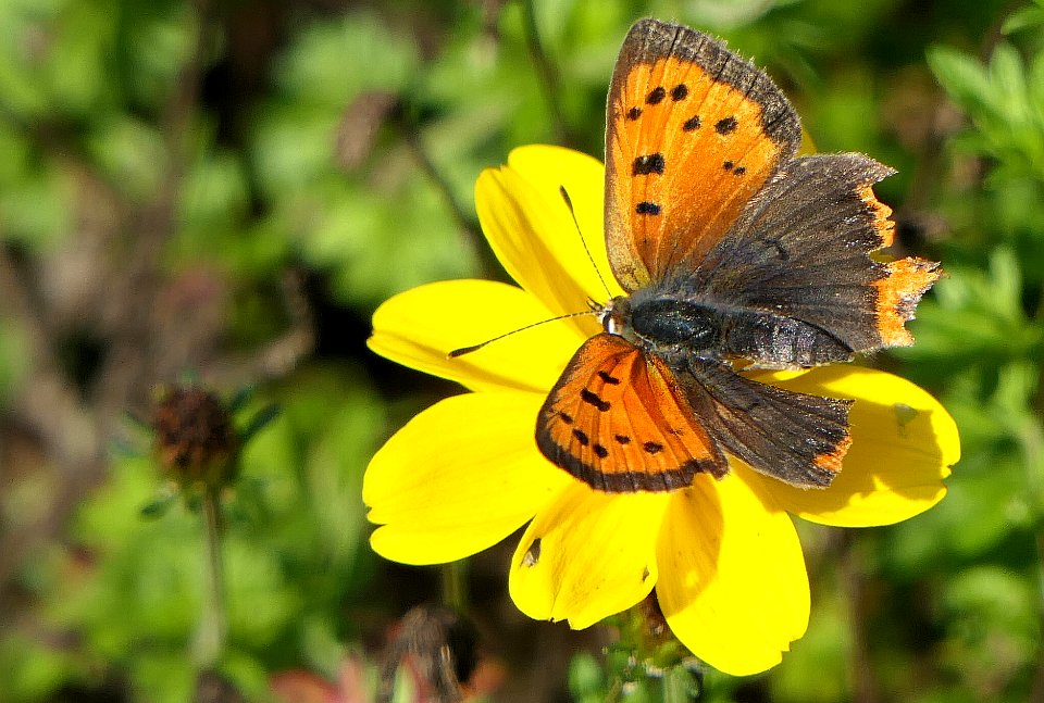 Lycaena phlaeas - Kleiner Feuerfalter 01