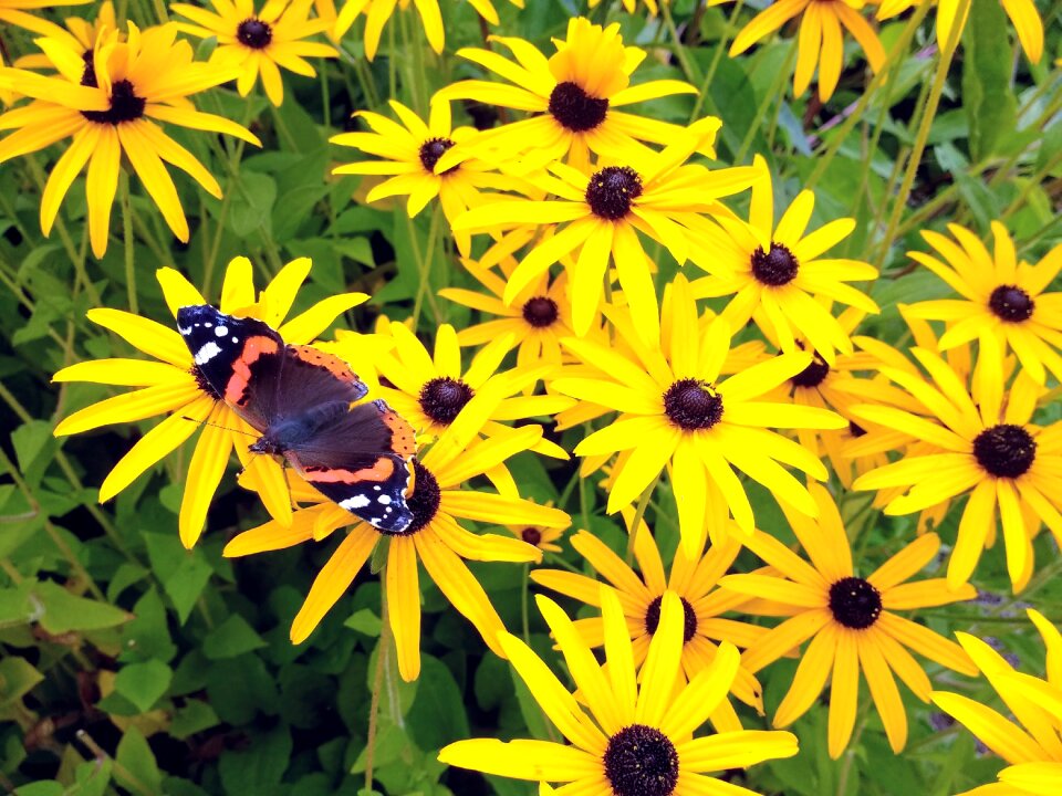 Bloom nature summer