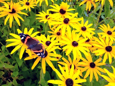 Bloom nature summer