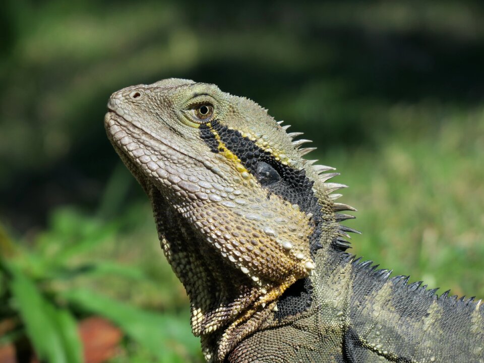 Animal wildlife iquana