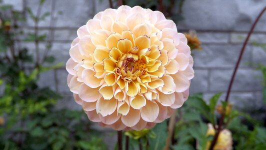 Flowering summer nature