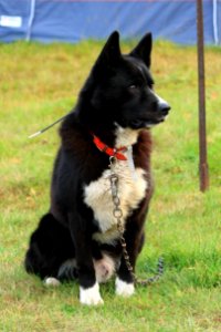 Karjalankarhukoira, Karelian Bear Dog sitting