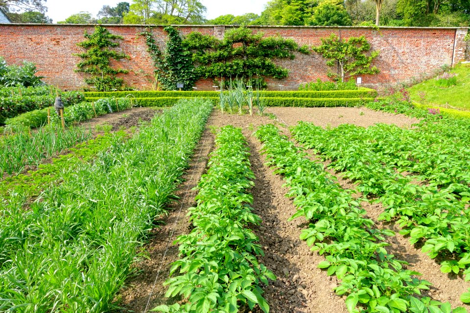 Kitchen garden - Trengwainton Garden - Cornwall, England - DSC02632