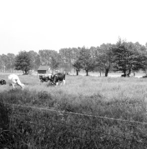Karakteristieke landschappen, weide, Bestanddeelnr 164-0288