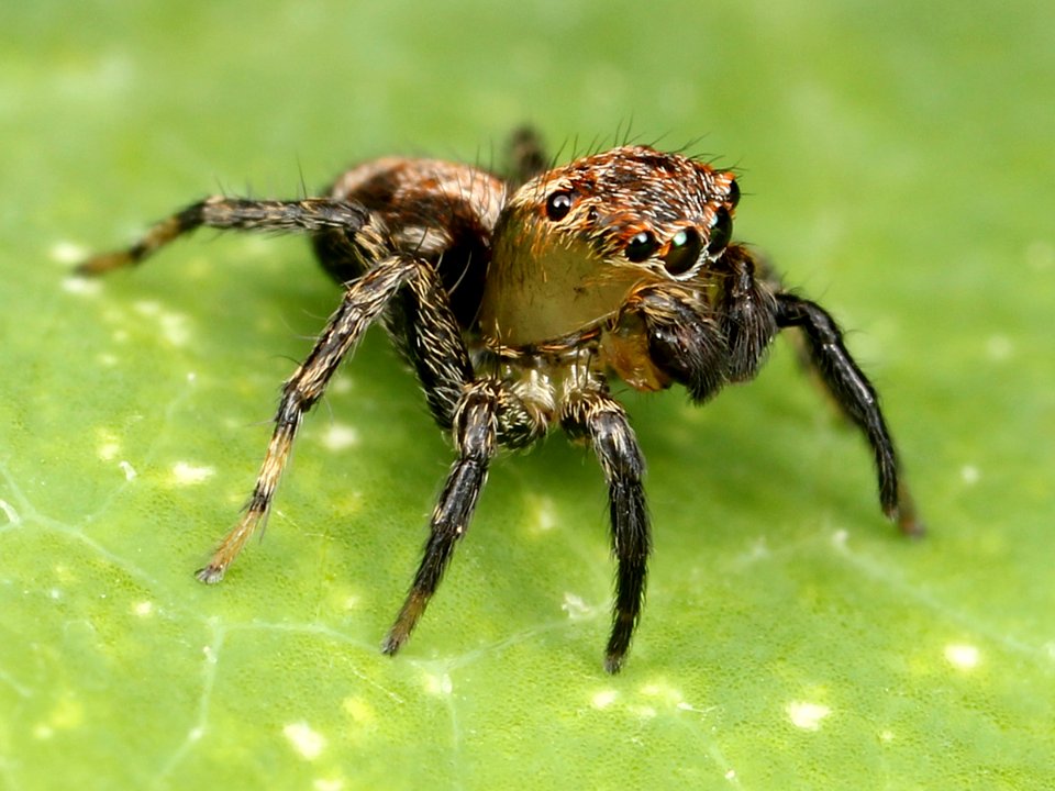 Kaldari Naphrys pulex 02
