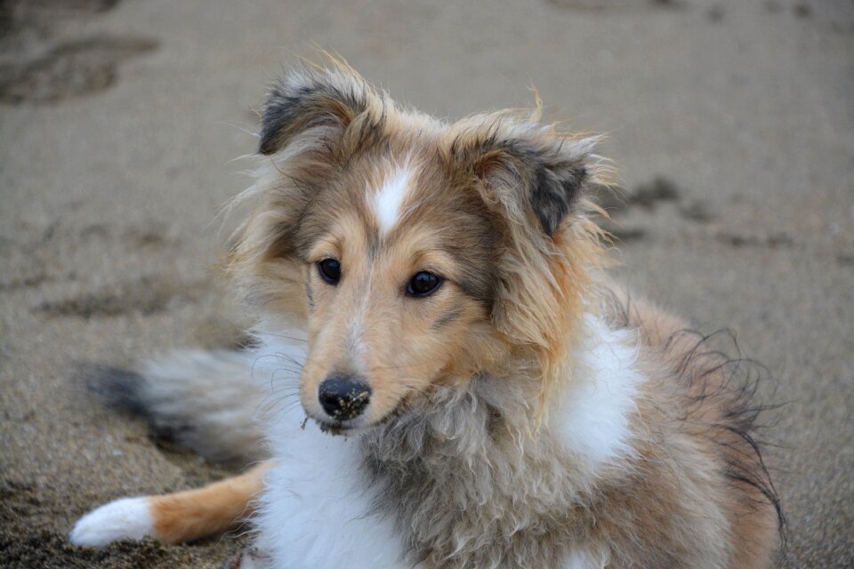 Female animal domestic animal