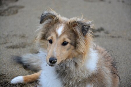 Female animal domestic animal