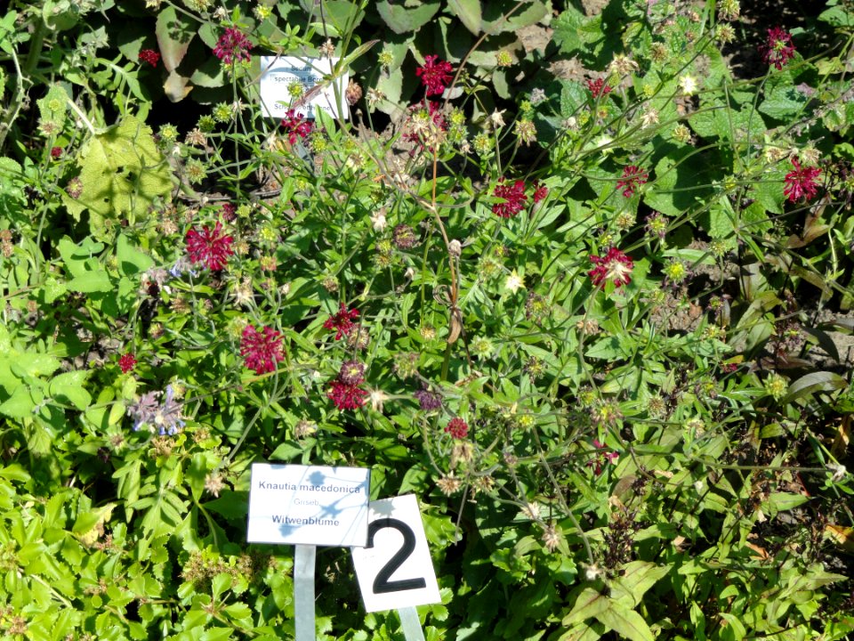 Knautia macedonica - Botanischer Garten, Frankfurt am Main - DSC03174