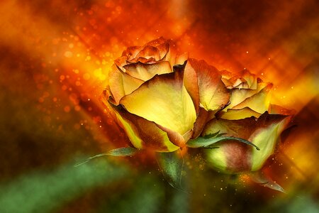 Floral love noble