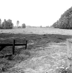 Karakteristieke landschappen, weide, Bestanddeelnr 164-0287