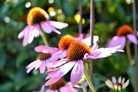 Plant summer purple coneflower photo