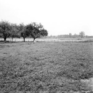 Karakteristieke landschappen, weide, Bestanddeelnr 164-0286
