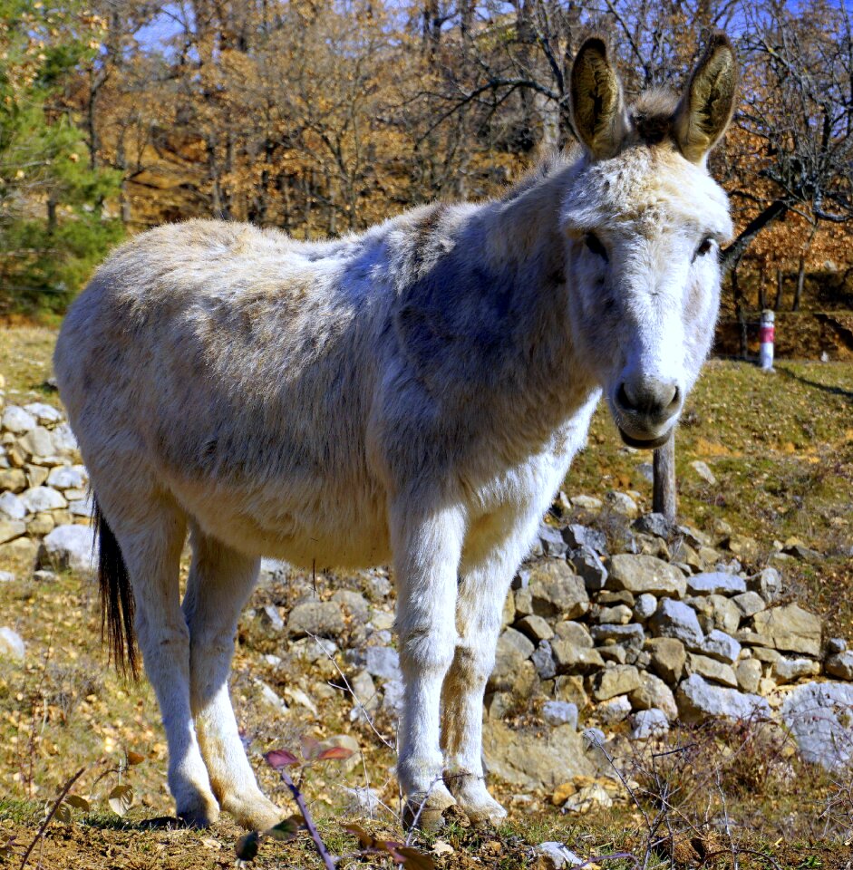 Ears white head photo