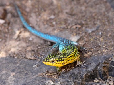 Kaldari Liolaemus tenuis 02