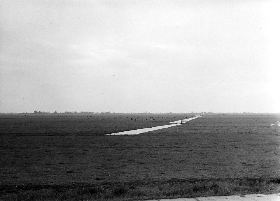 Karakteristieke landschappen, weide, Bestanddeelnr 164-0187