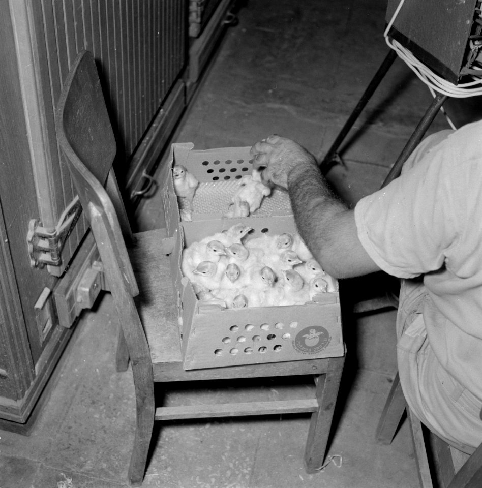 Kalkoenfokkerij in Beit Herut Werknemer doet kalkoenkuikens in een doos, Bestanddeelnr 255-4612