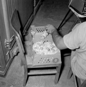 Kalkoenfokkerij in Beit Herut Werknemer doet kalkoenkuikens in een doos, Bestanddeelnr 255-4612 photo