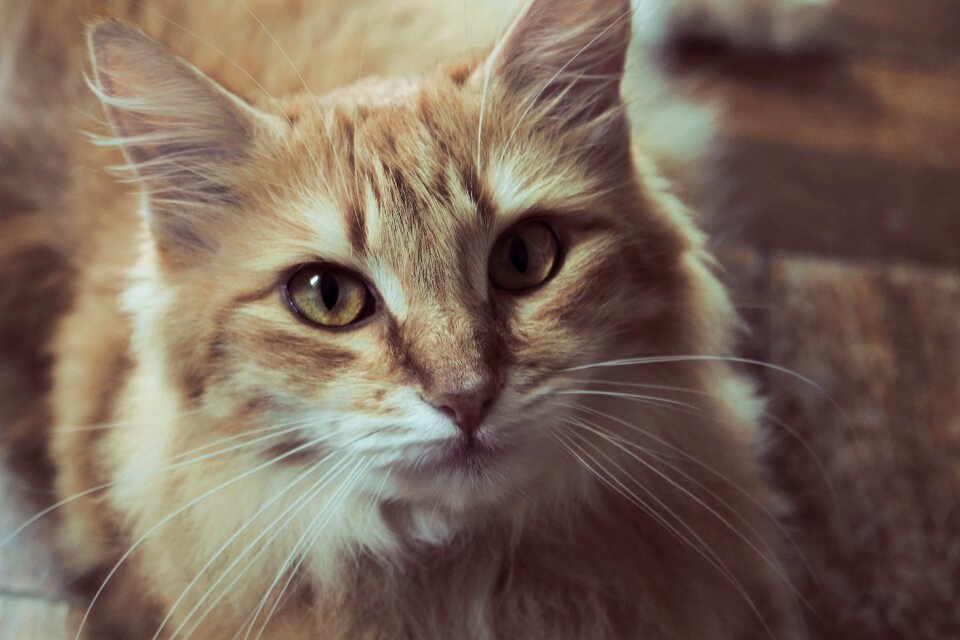 Kitten pet animal
