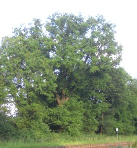 Klausheide-Eiche Salvatorstrasse