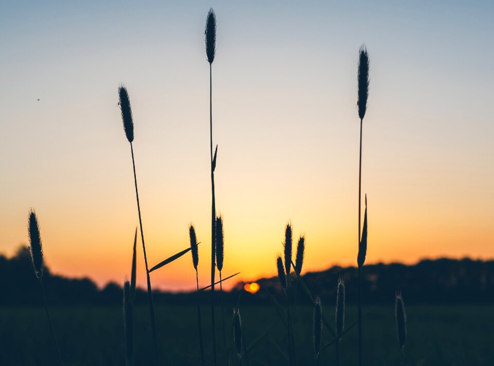 Silhouette grass outdoor