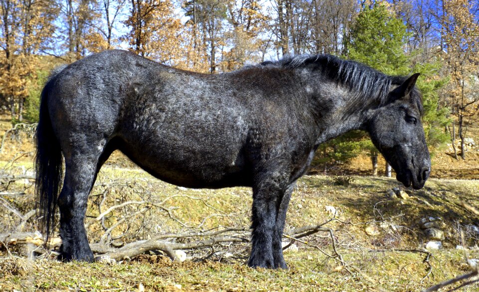 Equine mammalia animalia