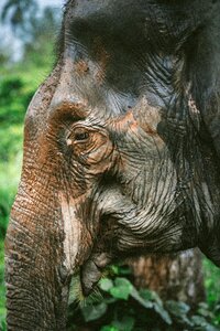 Old elephant animal photo