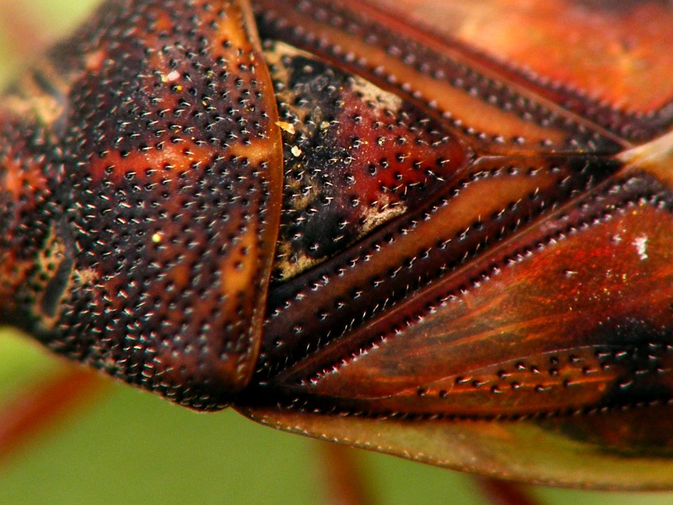Kleidocerys privignus - Koekange20150705 i511