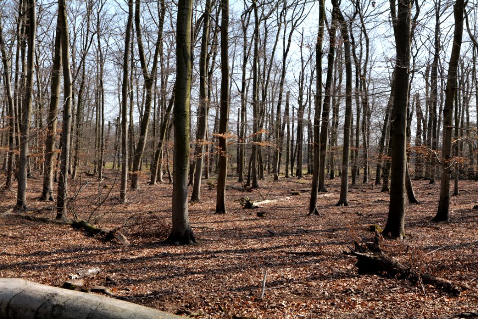 Kelsterbacher Wald 2020-03-27 12