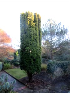 Kipling Gardens, The Green, Rottingdean (December 2016) (8)
